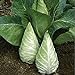 Photo Caraflex Cabbage Seeds (20+ Seeds) | Non GMO | Vegetable Fruit Herb Flower Seeds for Planting | Home Garden Greenhouse Pack new bestseller 2024-2023