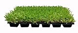 St. Augustine Palmetto | 18 Live Extra Large Grass Plugs | Drought, Salt & Shade Tolerant Turf Photo, bestseller 2024-2023 new, best price $49.98 review