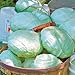 Photo Park Seed Tropic Giant Hybrid Cabbage Seeds, Big Heads, Pack of 100 new bestseller 2024-2023