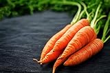Scarlet Nantes Carrot Seeds - Non-GMO - 7 Grams, Approximately 4,750 Seeds Photo, bestseller 2024-2023 new, best price $4.99 review