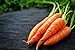 Photo Scarlet Nantes Carrot Seeds - Non-GMO - 7 Grams, Approximately 4,750 Seeds new bestseller 2024-2023