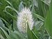 Photo 100 BUNNY TAILS GRASS (Hares Tail) Ornamental Lagurus Ovatus Seeds new bestseller 2024-2023