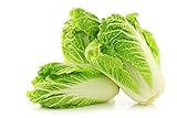 Peking Cabbage Seeds for Planting Chinees Beijing Napa Lettuce About 100 Seeds Photo, bestseller 2024-2023 new, best price $6.99 review