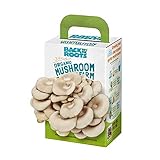 Back to the Roots Organic Mini Mushroom Grow Kit, Harvest Gourmet Oyster Mushrooms In 10 days, Top Gardening Gift, Holiday Gift, & Unique Gift Photo, bestseller 2024-2023 new, best price $12.94 review
