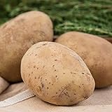 Kennebec Seed Potato - Productive and Easy to Grow - Includes one 2-lb Bag - Can't Ship to States of ID, ME, MT, or NE Photo, bestseller 2024-2023 new, best price $19.99 review