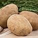 Photo Kennebec Seed Potato - Productive and Easy to Grow - Includes one 2-lb Bag - Can't Ship to States of ID, ME, MT, or NE new bestseller 2024-2023