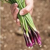 David's Garden Seeds Bunching Onion Deep Purple 1565 (White) 200 Non-GMO, Open Pollinated Seeds Photo, bestseller 2024-2023 new, best price $3.45 review