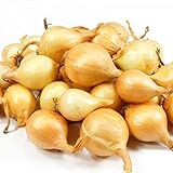 8 Ounces Yellow Onion Sets Sweet Onions Bulb Seed Set Perennial Garden Vegetable Green Plant Bulbs Seeds Permaculture Photo, bestseller 2024-2023 new, best price $9.95 review