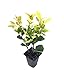 Photo Ligustrum Japonicum Howardi - 10 Live Plants - Privet Howardii - Variegated Evergreen Shrub new bestseller 2024-2023