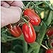 Photo Red Grape Tomato Seeds (20+ Seeds) | Non GMO | Vegetable Fruit Herb Flower Seeds for Planting | Home Garden Greenhouse Pack new bestseller 2024-2023