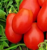 250 Roma VF Tomato Seeds | Non-GMO | Heirloom | Instant Latch Garden Seeds | Vegetable Seeds Photo, bestseller 2024-2023 new, best price $6.95 review