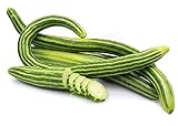 Armenian Striped Snake Cucumber Seeds - 75+ Seeds Photo, bestseller 2024-2023 new, best price $9.99 review