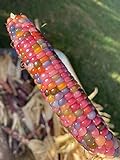 Glass Gem Cherokee Indian Corn Heirloom Premium Seed Packet + More Photo, bestseller 2024-2023 new, best price $4.99 review