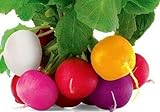 Colorful Radish Seed Mix Easy to Grow Vegetable Garden Seeds for Planting About 50 Seeds Photo, bestseller 2024-2023 new, best price $6.99 review