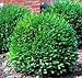 Photo Green Gem Boxwood - Evergreen Stays 3ft with No Pruning - Live Plants in Gallon Pots by DAS Farms (No California) new bestseller 2024-2023