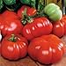 Photo Park Seed Costoluto Genovese Tomato Seeds, Pack of 30 Seeds new bestseller 2024-2023