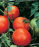 Burpee Celebrity' Hybrid | Slicing Red Tomato | Disease-Resistant, 35 Seeds Photo, bestseller 2024-2023 new, best price $7.17 ($0.20 / Count) review