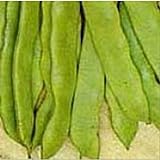 Romano Pole Beans Seeds (20+ Seeds) | Non GMO | Vegetable Fruit Herb Flower Seeds for Planting | Home Garden Greenhouse Pack Photo, bestseller 2024-2023 new, best price $5.69 ($0.28 / Count) review