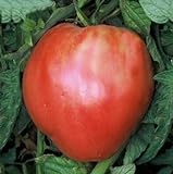 75+ Pink Oxheart Tomato Seeds- Heirloom Variety Photo, bestseller 2024-2023 new, best price $4.99 review