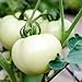 Photo Tomate ''White Beauty'' 25 x Graines 100% Naturelles sans Propagateurs Chimiques ni Génie Génétique - du Portugal nouveau best-seller 2024-2023