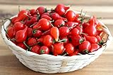 Chili/Paprika Sweety Drops Rot - Pepper - sehr ertragreich - 10 Samen Foto, Bestseller 2024-2023 neu, bester Preis 1,70 € (1,70 € / count) Rezension
