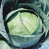 Stonehead Cabbage Seeds (20+ Seeds) | Non GMO | Vegetable Fruit Herb Flower Seeds for Planting | Home Garden Greenhouse Pack Photo, bestseller 2024-2023 new, best price $3.69 ($0.18 / Count) review