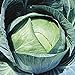 Photo Stonehead Cabbage Seeds (20+ Seeds) | Non GMO | Vegetable Fruit Herb Flower Seeds for Planting | Home Garden Greenhouse Pack new bestseller 2024-2023