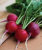 Burpee Cherry Belle Radish Seeds 1000 seeds Photo, bestseller 2024-2023 new, best price $7.22 ($0.01 / Count) review
