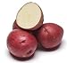 Photo Red Norland Seed Potatoes- 5 pounds- New Crop 2020 new bestseller 2024-2023