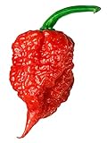 Carolina Reaper Seeds - 400 Carolina Reaper Seeds for Planting - Hottest Pepper Seeds - Hottest Chili Pepper in The World - Organic, Non - GMO Carolina Reaper Plant Seeds Photo, bestseller 2024-2023 new, best price $11.99 ($0.03 / Count) review