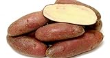 French Fingerling Potato 6 Tubers - Heirloom Photo, bestseller 2024-2023 new, best price $7.50 review