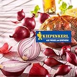 Kiepenkerl Steckzwiebel 'Rote Piroska' | dunkelrot | 250 gr Packung Foto, Bestseller 2024-2023 neu, bester Preis 2,48 € (9,92 € / KG) Rezension