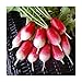 Photo David's Garden Seeds Radish French Breakfast 1331 (Red) 200 Non-GMO, Heirloom Seeds new bestseller 2024-2023