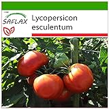 SAFLAX - Tomate - Rosa de Berne - 10 semillas - Con sustrato estéril para cultivo - Lycopersicon esculentum Foto, éxito de ventas 2024-2023 nuevo, mejor precio 4,45 € revisión