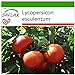 Foto SAFLAX - Tomate - Rosa de Berne - 10 semillas - Con sustrato estéril para cultivo - Lycopersicon esculentum nuevo éxito de ventas 2024-2023