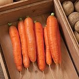 David's Garden Seeds Carrot Bolero 1166 (Orange) 200 Non-GMO, Hybrid Seeds Photo, bestseller 2024-2023 new, best price $4.45 review
