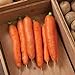 Photo David's Garden Seeds Carrot Bolero 1166 (Orange) 200 Non-GMO, Hybrid Seeds new bestseller 2024-2023