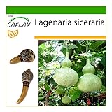 SAFLAX - Calabaza de peregrino - 15 semillas - Con sustrato estéril para cultivo - Lagenaria siceraria Foto, éxito de ventas 2024-2023 nuevo, mejor precio 4,45 € revisión