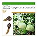 Foto SAFLAX - Calabaza de peregrino - 15 semillas - Con sustrato estéril para cultivo - Lagenaria siceraria nuevo éxito de ventas 2024-2023