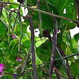 Purple Podded Pole Bean - 25 Seeds - Heirloom & Open-Pollinated Variety, USA-Grown, Non-GMO Vegetable Snap/Green Bean Seeds for Planting Outdoors in The Home Garden, Thresh Seed Company Photo, bestseller 2024-2023 new, best price $7.99 ($0.32 / Count) review