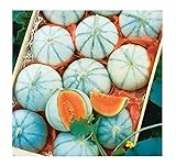 David's Garden Seeds Fruit Melon Savor (Orange) 25 Non-GMO, Hybrid Seeds Photo, bestseller 2024-2023 new, best price $3.45 review