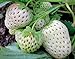 Photo 2000+ Perpetual Strawberry Seeds for Planting - White new bestseller 2024-2023