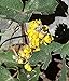 Photo 100pcs Seeds of Mahonia repens, Creeping Oregon Grape, Creeping Barberry new bestseller 2024-2023