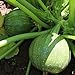 Foto Samen für ca. 10 Pflanzen Tondo Chiara di Nizza Zucchini - runde Früchte, vielseitig verwendbar neu Bestseller 2024-2023