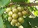 Foto 5 Samen von Vitis rotundifolia BRONZE Muscadine Traubenkernen neu Bestseller 2024-2023