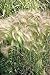 Photo 200 Squirrel Tail Grass (Foxtail Barley) Hordeum Jubatum Ornamental Seeds new bestseller 2024-2023