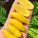 Foto 20 unids/bolsa Citrus Australasica Seeds, arbusto lleno de vitalidad bajo en grasa, semillas de limas para plantar en casa jardín exterior 1 Semilla nuevo éxito de ventas 2024-2023