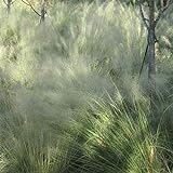 Outsidepride Agrostis Nebulosa Ornamental Cloud Grass - 5000 Seeds Photo, bestseller 2024-2023 new, best price $6.49 review