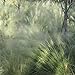 Photo Outsidepride Agrostis Nebulosa Ornamental Cloud Grass - 5000 Seeds new bestseller 2024-2023