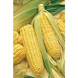 Semillas hortícolas - Maíz dulce golden bantam - Mascarell Foto, éxito de ventas 2024-2023 nuevo, mejor precio 1,95 € revisión
